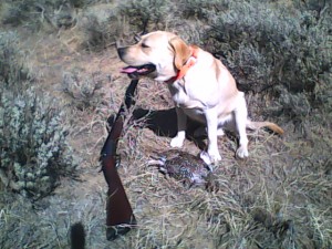 Doogals 1st Grouse