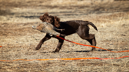 Training at Valhalla Kennels and Gun Dogs Training at Valhalla Kennels and Gun Dogs
