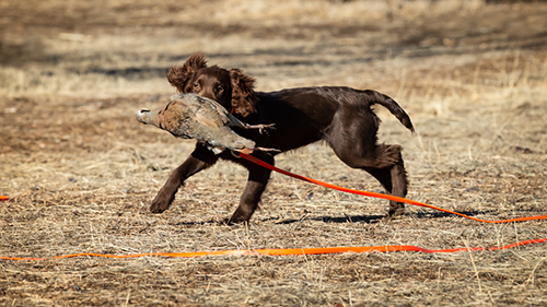 Training at Valhalla Kennels and Gun Dogs