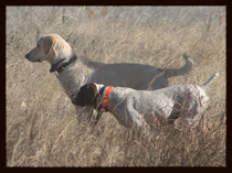 Champ - Trained at Valhalla Kennels