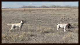 Champ - Trained at Valhalla Kennels