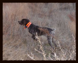 Bullet in Kansas