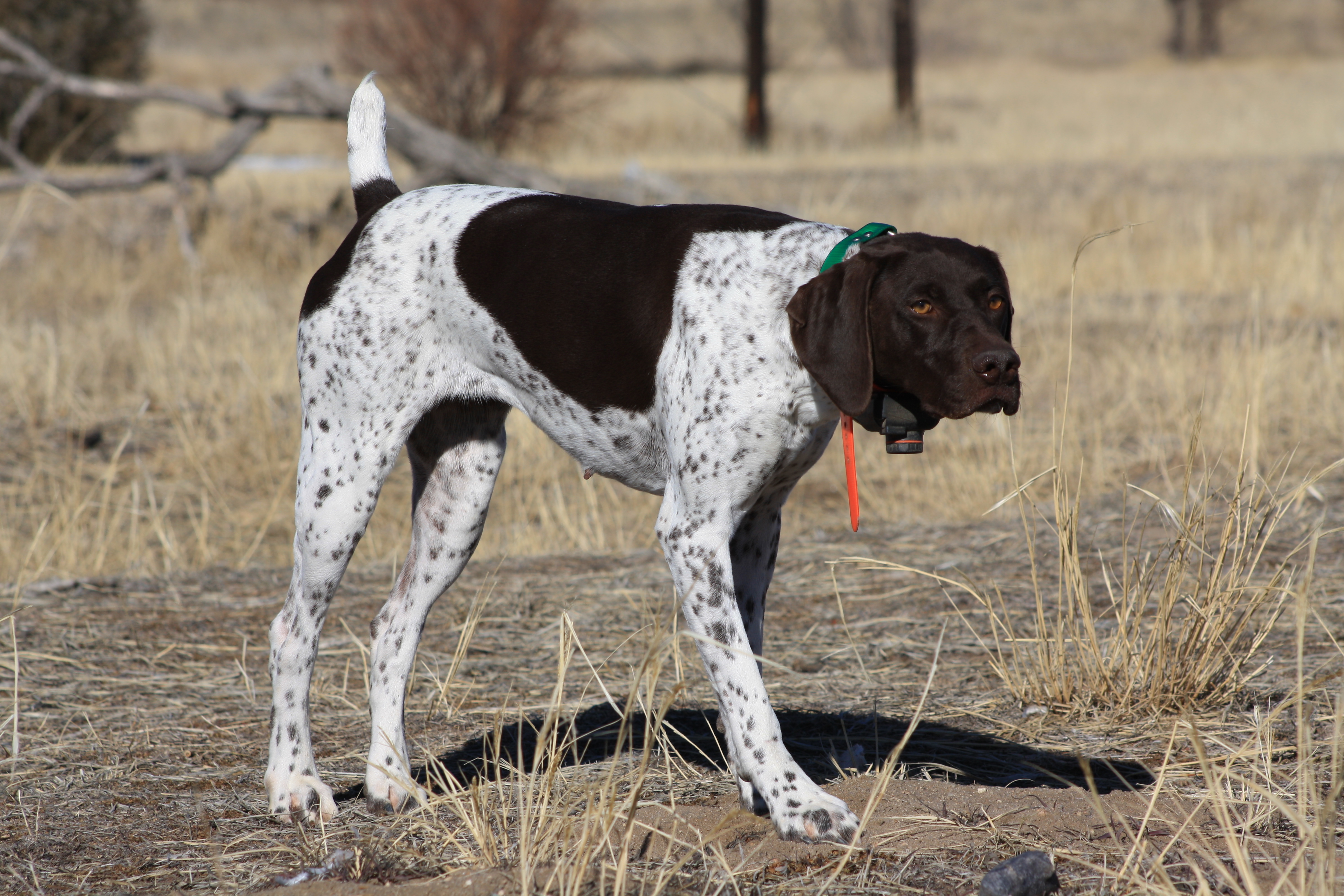 bird hunting Archives Gun Dog Training and Kennels for Gun Dogs