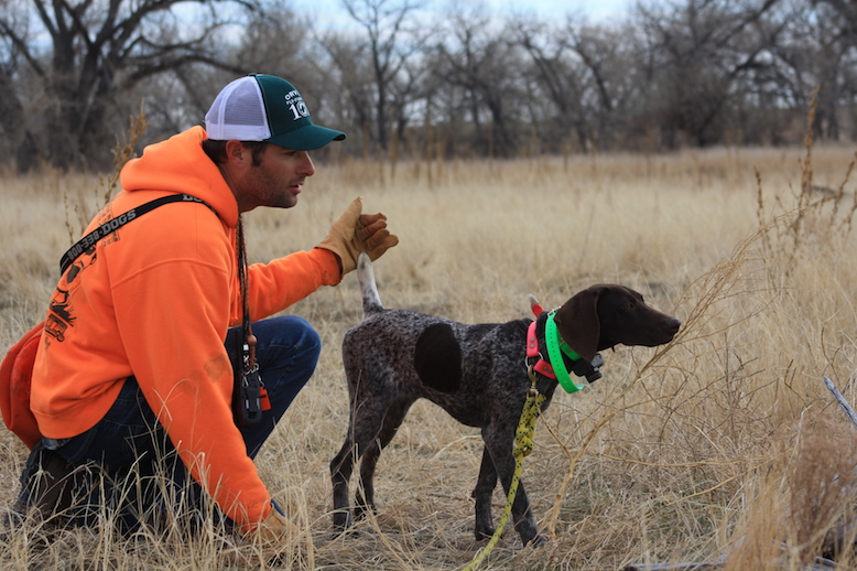 upland bird dog training