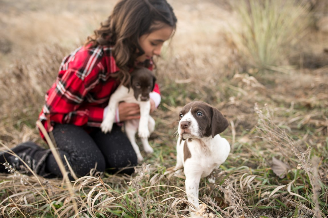 GSP Puppies